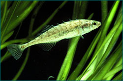 Stickleback