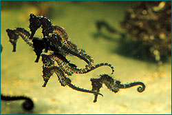 Several baby white seahorses