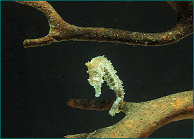 Dwarf Seahorse: Hippocampus zosterae