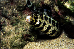 A moray at Manuelita