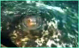 Closeup of eye and spiracle of a marbled stingray.