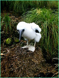 A lone booby chick courageously stands its ground.