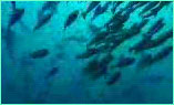 A cloud of Jordan's snapper at Alcyone appears unconcerned by a nearby pack
of whitetip reef sharks.