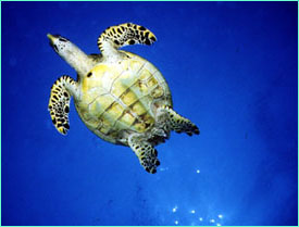 Green sea turtle