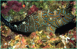 Giant hawkfish on a Cocos reef.