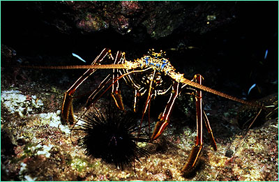 Lobster attacks a sea urchin