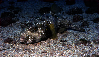 Spotted green pufferfish