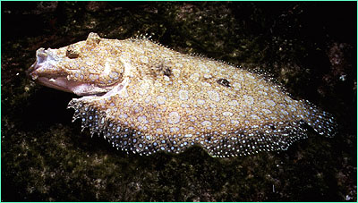 Peacock flounder