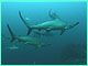 Hammerheads