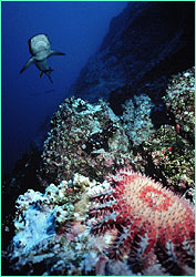 Whitetip reef shark beyond crown-of-thorns starfish