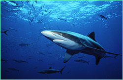 Silky shark