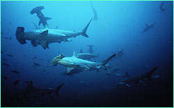 A hammerhead parade