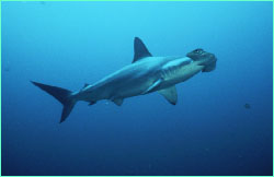 Though sometimes seen alone, hammerheads
prefer the company of others.