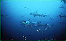 Where do hammerheads go when they leave Cocos Island
for good?