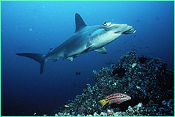 Scalloped hammerhead on the reef