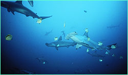 Schooling hammerheads
navigate near Cocos Island.