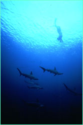 Klimley makes a breath-hold dive among hammerheads.