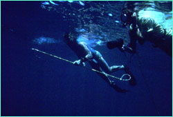 Klimley
carries the dart tag while Don Nelson operates the telemetry system.