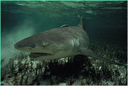 Lemon shark