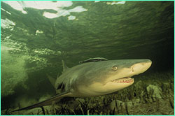 Lemon shark