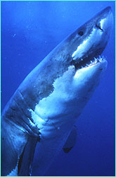 Great white shark