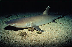 Whitetip reef shark at Cocos Island