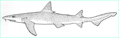 Barbeled houndshark