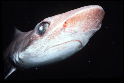 Bigeye houndshark