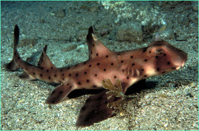 Horn shark