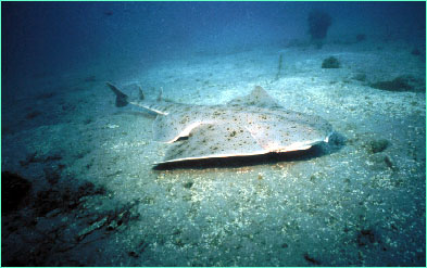 Pacific angelshark