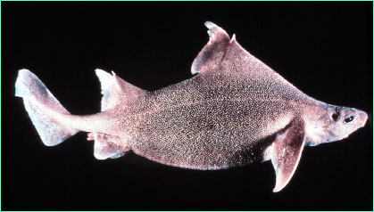 Prickly dogfish