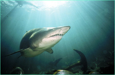 Sand tiger or Grey nurse shark