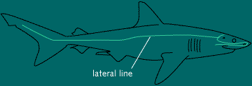 diagram of shark showing lateral line