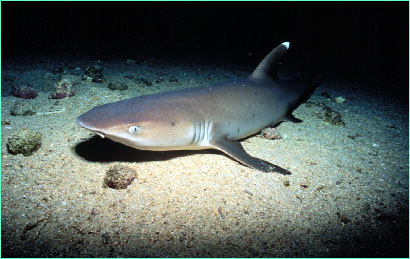 Whitetip reef shark