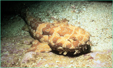 Spotted wobbegong