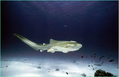 Zebra shark