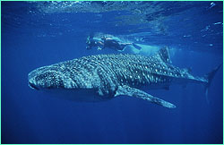 Whale shark and divers