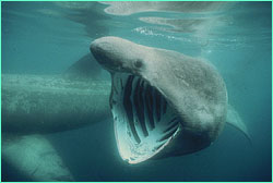 Basking shark