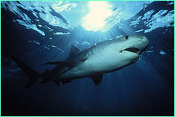 Tiger shark