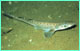 Blackmouth catshark