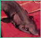 False catshark