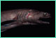 Frilled Shark