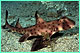 Horn shark