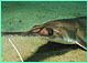 Longnose sawshark