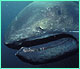 Megamouth shark