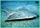 Pacific Angelshark