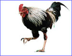 Chicken (regular size)