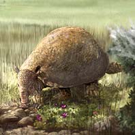 Glyptodonts