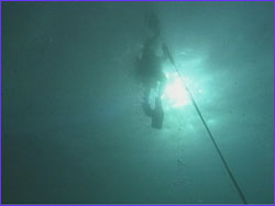 Diver swimming near surface, from below