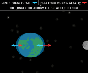 Step 7: oceans bulge on both sides; arrows for centrifugal force and moon's gravity (2 of each)